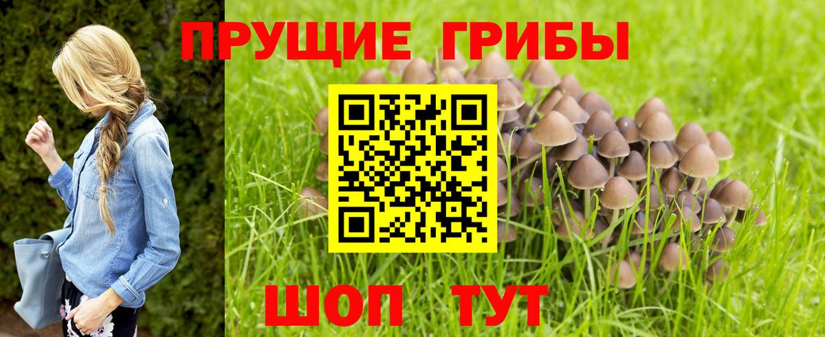 Рубцовск  Псилоцибиновые грибы мицелий  Псилоцибиновые грибы мицелий  Вход с VPN 